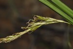 Partial inflorescence of Carex lancea UPOS9970