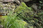 General aspect of Carex lancea UPOS9970