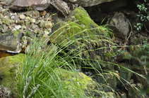 General aspect of Carex lancea UPOS9970