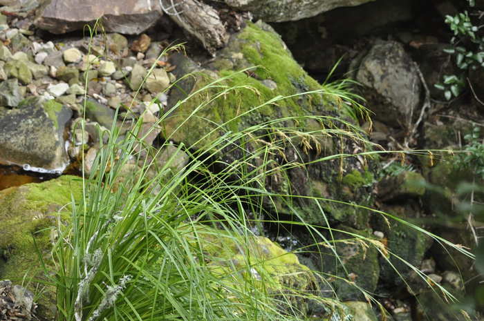 General aspect of Carex lancea UPOS9970 General aspect of Carex lancea UPOS9970