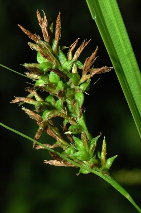 Partial inflorescence of Carex ludwigii UPOS3623 Partial inflorescence of Carex ludwigii UPOS3623