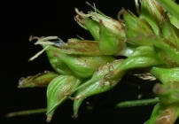 Unisexual utricles of Carex ludwigii UPOS3616