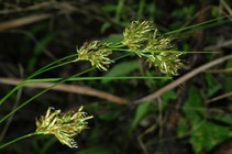 Inflorescence of Carex ludwigii UPOS3616