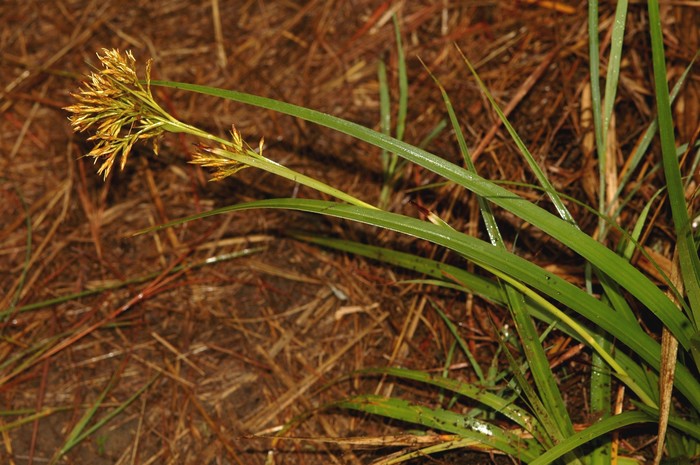 General aspect of Carex multispiculata UPOS8531 General aspect of Carex multispiculata UPOS8531
