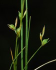 Fertile culms of Carex perdensa UPOS3629