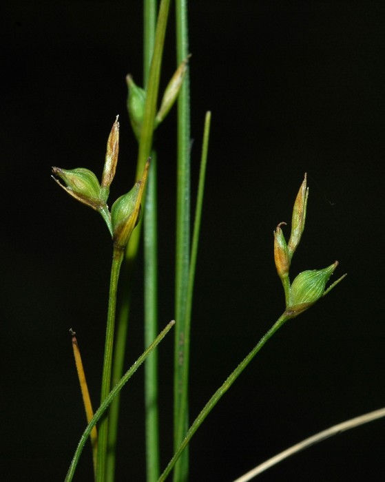 Fertile culms of Carex perdensa UPOS3629 Fertile culms of Carex perdensa UPOS3629