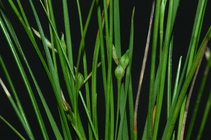 General aspect of Carex perdensa UPOS3596