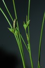 Inflorescences of Carex perdensa UPOS3596