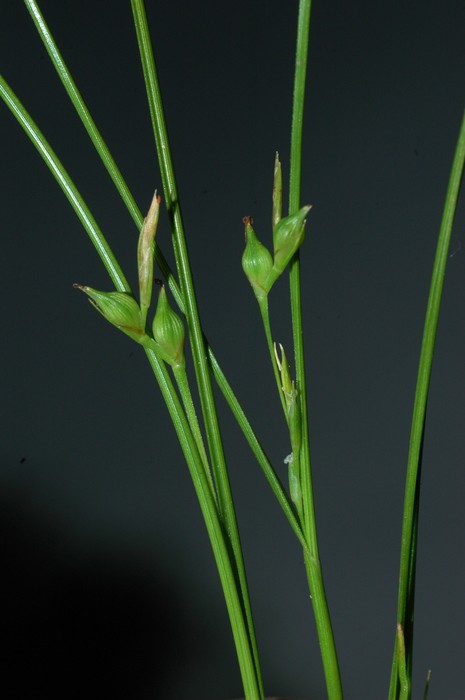 Inflorescences of Carex perdensa UPOS3596 Inflorescences of Carex perdensa UPOS3596