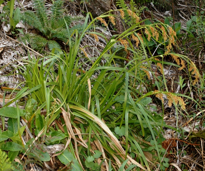 General aspect of Carex pseudorufa UPOS6602 General aspect of Carex pseudorufa UPOS6602
