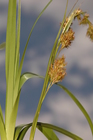 Inflorescence of Carex pseudorufa UPOS6577