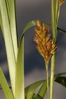 Basal leaves and partial inflorescence of Carex pseudorufa UPOS6577