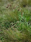 Fertile culm of Carex pseudorufa UPOS14056