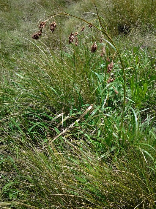 Fertile culm of Carex pseudorufa UPOS14056 Fertile culm of Carex pseudorufa UPOS14056