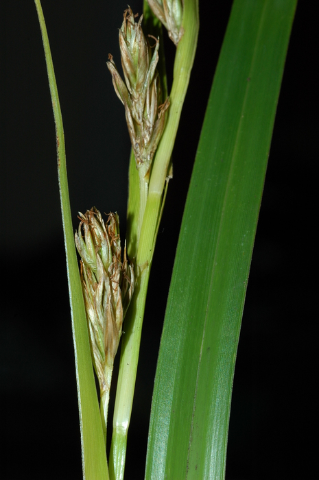 Inflorescence and a plicate leaf of Carex schweickerdtii UPOS3628 Inflorescence and a plicate leaf of Carex schweickerdtii UPOS3628