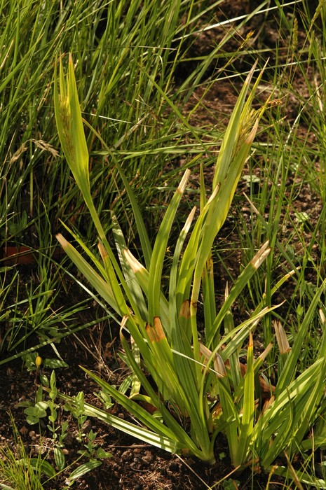 General aspect of Carex schweickerdtii UPOS8899 General aspect of Carex schweickerdtii UPOS8899
