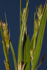 Fertile culms of Carex schweickerdtii UPOS8899