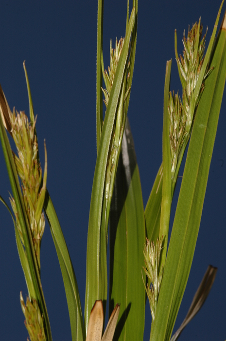 Fertile culms of Carex schweickerdtii UPOS8899 Fertile culms of Carex schweickerdtii UPOS8899