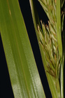Partial inflorescence and a plicate leaf of Carex schweickerdtii UPOD8899