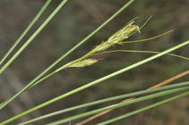 Young inflorescence and leaves of Carex sciocapensis UPOS13965