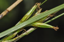 Unisexual utricles of Carex sciocapensis UPOS13966