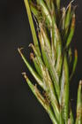 Detail of the inflorescence of Carex sciocapensis showing unisexual utricles UPOS13966