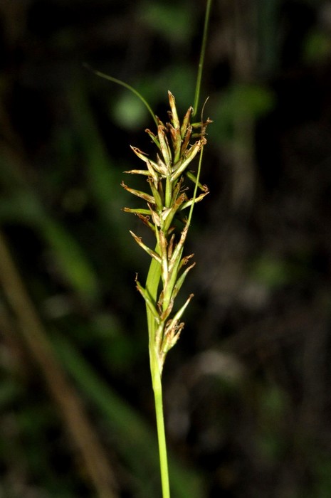 Inflorescence of Carex sciocapensis UPOS14042 Inflorescence of Carex sciocapensis UPOS14042
