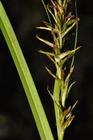 Inflorescence and leaf of Carex sciocapensis showing unisexual utricles UPOS14042