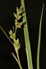 Inflorescence and leaves of Carex spartea UPOS8851