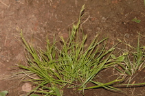 General aspect of Carex spartea UPOS8850