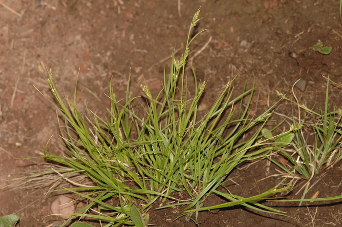 General aspect of Carex spartea UPOS8850 General aspect of Carex spartea UPOS8850
