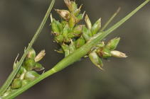 Inflorescence of Carex spartea showing unisexual utricles UPOS10040