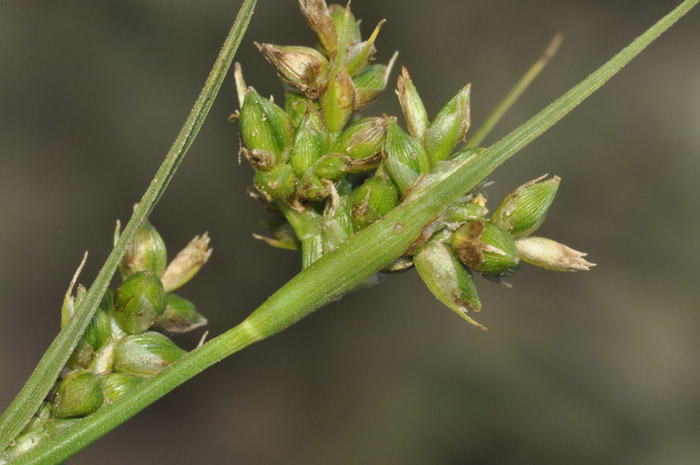 Inflorescence of Carex spartea showing unisexual utricles UPOS10040 Inflorescence of Carex spartea showing unisexual utricles UPOS10040