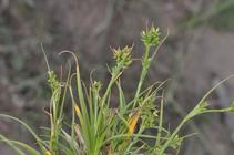 General aspect of Carex spartea UPOS10040
