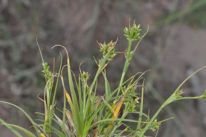General aspect of Carex spartea UPOS10040 General aspect of Carex spartea UPOS10040