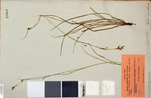 Lectotype (specimen on the right) and isolectotype (specimen on the left) of Carex spartea UPS.THUNB21933