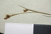 Detail of the isolectotype of Carex spartea UPS-THUNB21933
