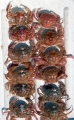 Crustacea (crustaceans)