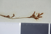Detail of the lectotype of Carex spartea UPS-THUNB21933