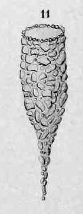 Tintinnopsis fusiformis Daday 1892
