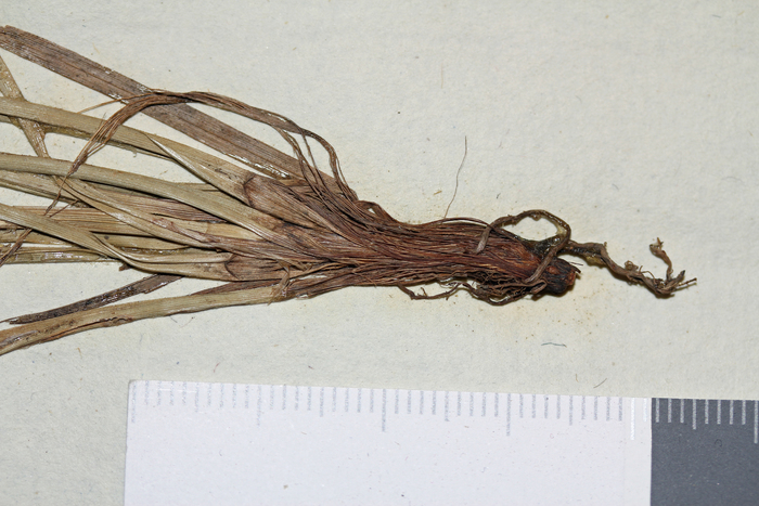 Plant base of the lectotype of Carex spartea UPS-THUNB21933 Plant base of the lectotype of Carex spartea UPS-THUNB21933