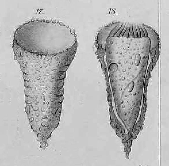 Tintinnopsis infundibulum Daday 1887