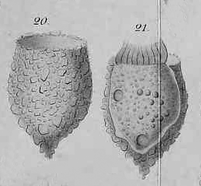 Tintinnopsis mayeri Daday 1887