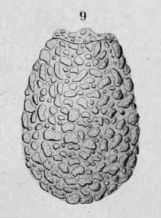 Tintinnopsis ovalis Daday 1892