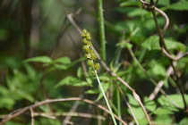 Habitat of Carex maackii Maxim.