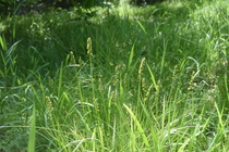 Habitat of Carex maackii Maxim.