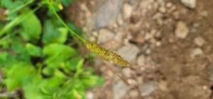 Habitat of Carex leiorhyncha C.A.Mey.