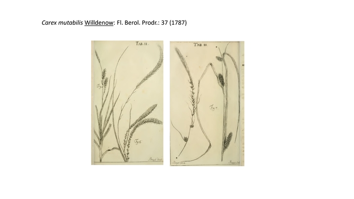 Carex mutabilis Willdenow_type