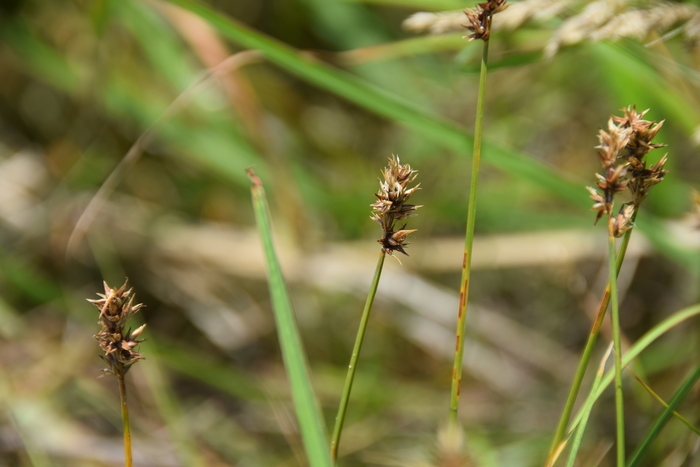 Habitat of Carex arenicola F. Schmidt Habitat of Carex arenicola F. Schmidt