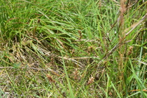 Habitat of Carex arenicola F. Schmidt